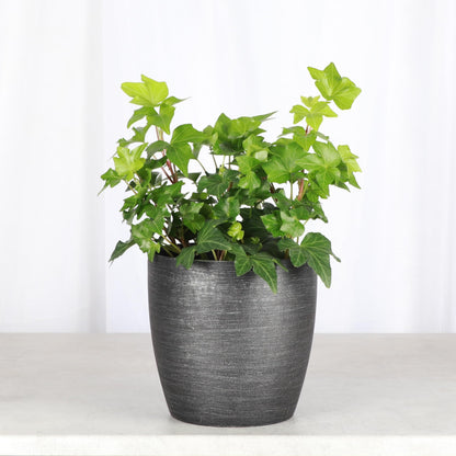 Thorsen's Greenhouse Live Green English Ivy Plant, Hedera Helix, Natural Air Purifier, Easy to Grow, Live Indoor Houseplant, 4" Diameter Pot (Brushed Silver)