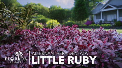 Alternanthera Little Ruby | 1 Live Plant | Alternanthera Dentata | Vibrant Foliage | Low Maintenance | Garden & Patio Decor | Fast Growing Groundcover | Outdoor Landscaping Shrub