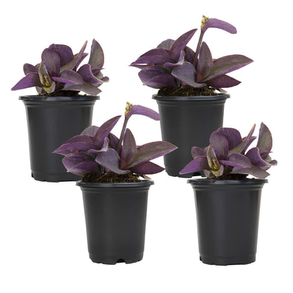 Live Spiderwort Tradescantia (4 Pack), Purple Heart Plants, Trailing Plants & Vines, Outdoor Garden Perennial & Annual, Hardy, Easy to Grow Spring Flowers