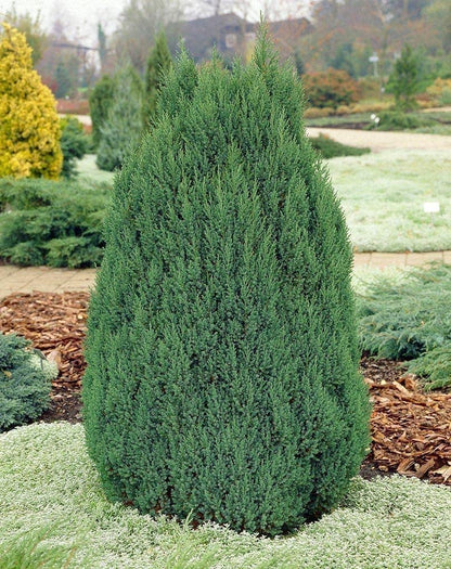 Spiny Greek Juniper | 1 Live 4 Inch Pot | Juniperus Chinensis | Drought Tolerant Cold Hardy Evergreen Screening Plants