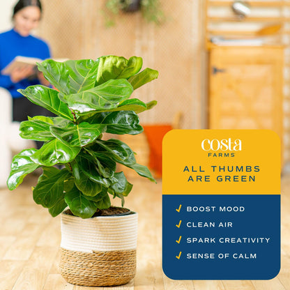 Costa Farms Fiddle Leaf Fig, Live Indoor Ficus Lyrata House Plant Potted in Modern Decor Planter, Floor Plant in Potting Soil Mix, Housewarming Gift, Room, Home, Office Decor, 2-3 Feet Tall