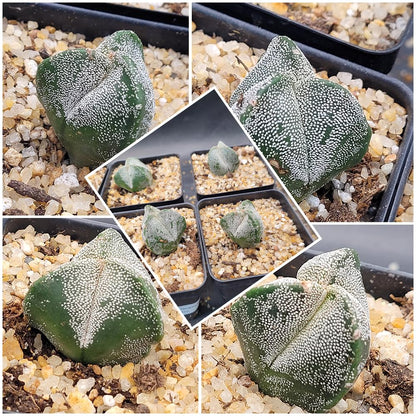 Astrophytum Myriostigma 3 Rib Cactus, Live Indoor Plant, Drought Tolerant