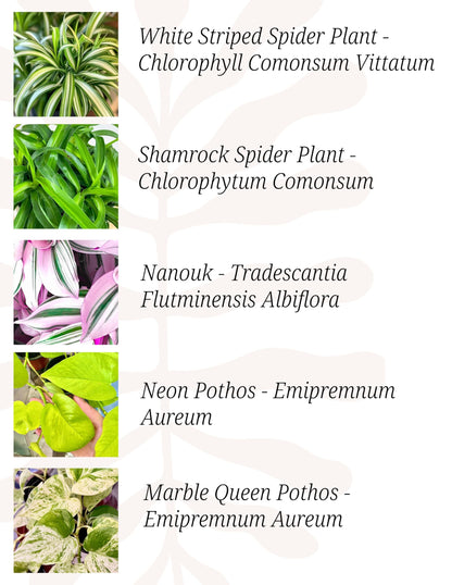 Indoor Plants, 4 Pack, Low Light Plants