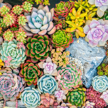 Mountain Crest Gardens Ultimate Succulent Variety Pack - 6 Unique Live Plants, Rooted in 2 inch Pots - Indoor/Outdoor Real Succulents for Garden Decor, Favors, DIY Arrangements