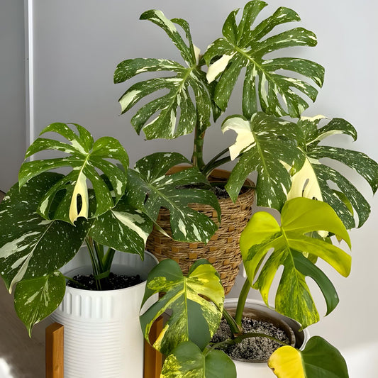 2 Philodendron Plant Live, Thai Constellation Monstera Plants Live, Decorative Variegated Monstera Live Plant, 5 Inch Tall, Green and Cream Color for Decoration