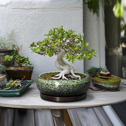 EPFamily Bonsai Pots 10 Inch - Ceramic Pots for Plants Indoor Outdoor, Succulent Pot with Drainage Hole and Saucer, Large Bonsai Planter, Round Shallow Planter, Office Decor, Gardening Gift, Green