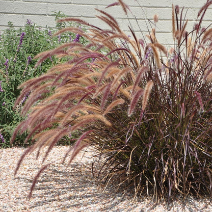 2 Grass Ornamental Grasses Seedlings, Live Grass Perennial Hardy Ornamental Plants, Outdoor Planting, 5-9" Tall (Purple Fountain)