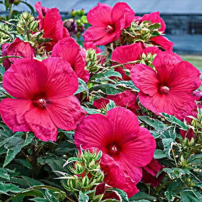 Set 2 Hibiscus Plants Live, 5-9" Tall, Hardy Hibiscus Tree Live Plant, Hibiscus Flowers Plant to Grow (Rose Hibiscus)