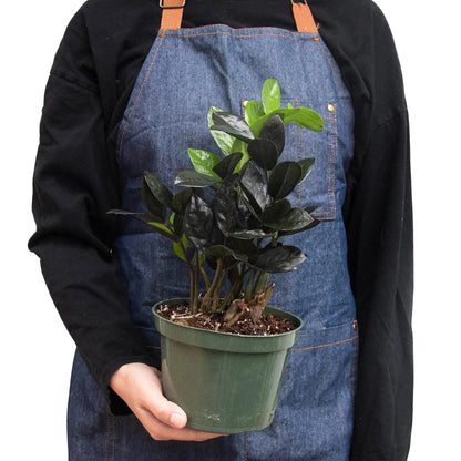 ZZ Zamioculcas 'Black Queen' | Live Plant for Indoor & Outdoor | for Living Room, Office, Bathroom | (6" Pot)