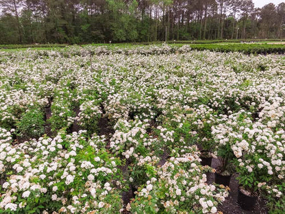 Bridal Wreath 1 Gallon