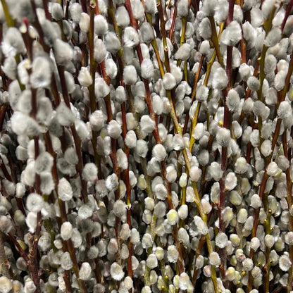 Pussy Willow Live Plant, 6-12 Inch Tall Shrub in 2.5 Inch Pot, Hardy Willow Tree for Spring Blooms and Garden Borders