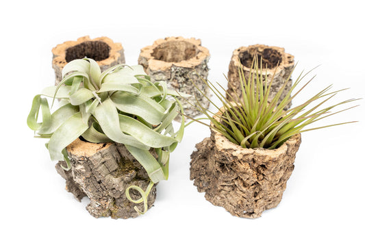 Air Plant Shop Cork Bark Planters with Assorted Air Plants- Wholesale and Bulk - Succulents - Live Tillandsia - Easy Care Indoor and Outdoor House Plants