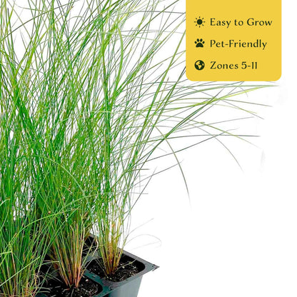 3 Pink Muhly Grass – Ornamental Perennial Grass with Cotton-Candy Pink Plumes for Borders & Mass Planting (Muhlenbergia capillaris) in 2.5″ Cubes, Live Plants