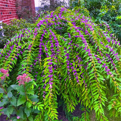 American Beautyberry Tree Live Plant, 2–3 Years Old, 12-16 Inches Tall, Outdoor Berry Shrub for Garden Spring Planting, Bare Root, Well-Rooted