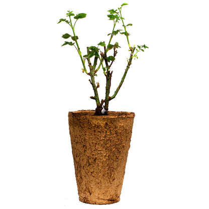 Cloud 10 Rose 1.5 Gallon Potted Live Plant, Reblooming Upright Climbing Rose Bush, White Flowers, Own Root, Stargazer Perennials