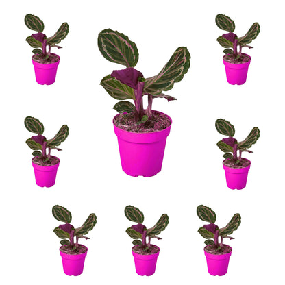 8 Pack Calathea Roseopicta 'Medallion' in 4in Pot - Live Plants Tropical Houseplants | Variegated | USA Growers | The Snobby Leaf