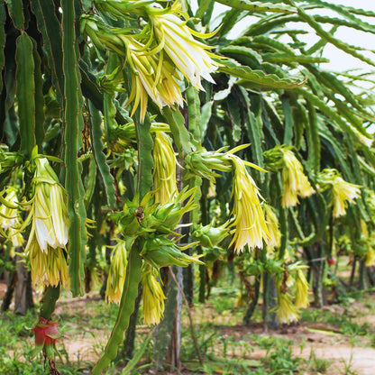 Set 3 Dragon Fruit Plants Live, Starter Plants from 3 to 6 Inches Tall, Dragon Fruit Live Plant for Garden