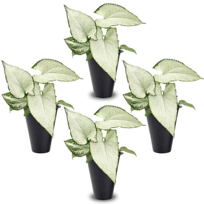 Syngonium Holly M (4 Pack) Live Starter Plants, Variegated Arrowhead Vine Houseplants, Easy Care Indoor Tropical Plants Live, Decorative Foliage Plants