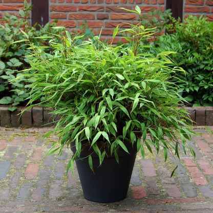 50 Dwarf Fountain Bamboo Seeds Perennial Ornamental Seed Privacy