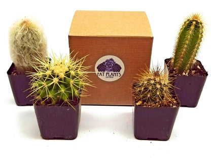 Fatplants Mini Cactus Plants Live Plants (4 Pack), Cactus Plant Indoor Live Plants, Cacti Plants Live Cactus Decor, Succulents Plants Live Houseplants, Mini Cactus Gifts in Cactus Soil Potting Mix