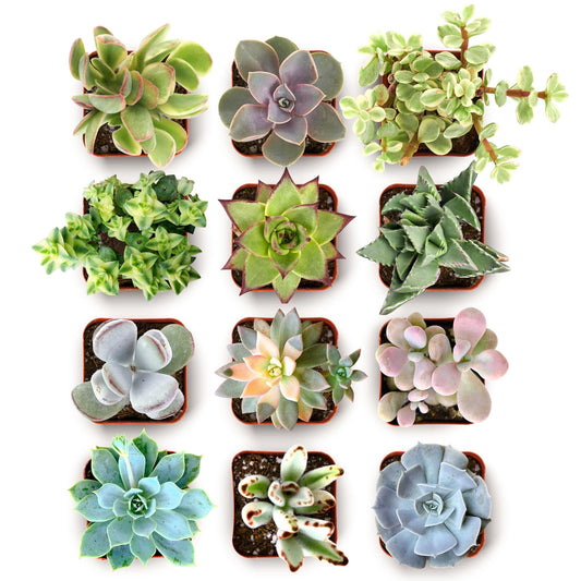 Shop Succulents Everything Mini Succulent Plant Pack – Live Mini Succulent Plants, Assorted Colorful Mix, Easy Care Houseplants – Gardening, Terrariums, Gifts & Party Favors, 2" Pots