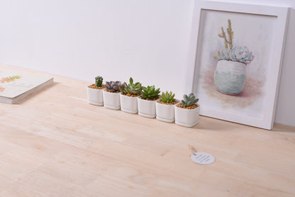 SeaStar Ceramic Succulent Mini Planter Pot,Mini 6 Set 2x1.65x2inch Square Modern Minimalist White/Window Box with Saucer for Office,Desk,House Balcony Landscape