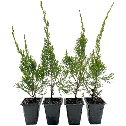 4 Hollywood Juniper – Sculptural Twisted Evergreen Conifer Shrub for Hedges, Borders & Container Planting (Juniperus chinensis ‘Torulosa’) in 3.5″ Cubes, Live Plants