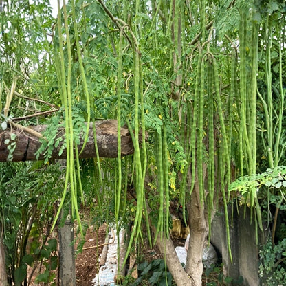 Moringa Tree Live Plant, Moringa Oleifera Plant 6-10'' Tall, 4'' Potted Plant Ready to Grow Outdoor
