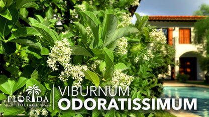 Viburnum Odoratissimum | 3 Live Plants | Fast Growing Shrub, Dense Evergreen Foliage, Fragrant White Flowers, Privacy Hedge, Low Maintenance, Drought Tolerant, Year-Round Interest