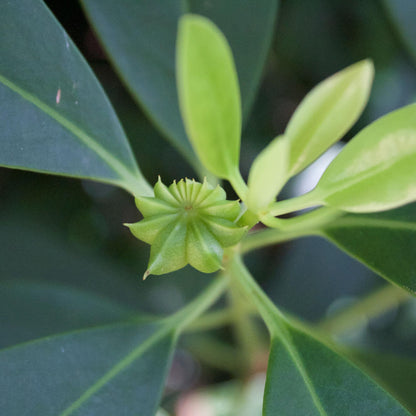 Perfect Plants Ocala Anise 1 Gallon | Live Shrub for Landscaping | Evergreen & Provides Privacy