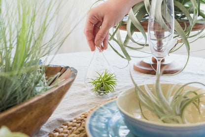 Air Plant Shop 5 Pack XL Tillandsia Ionantha Rubra- Wholesale and Bulk - Succulents - Live Tillandsia - Easy Care Indoor and Outdoor House Plants