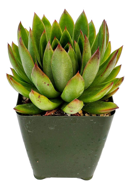 Echeveria Agavoides - Striking Lipstick Succulent with Red Edges - Drought-Tolerant and Low Maintenance Indoor/Outdoor Plant