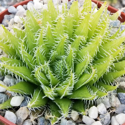 Haworthia aracnoidea xiphiophylla Cacti Cactus Succulent Real Live Plant