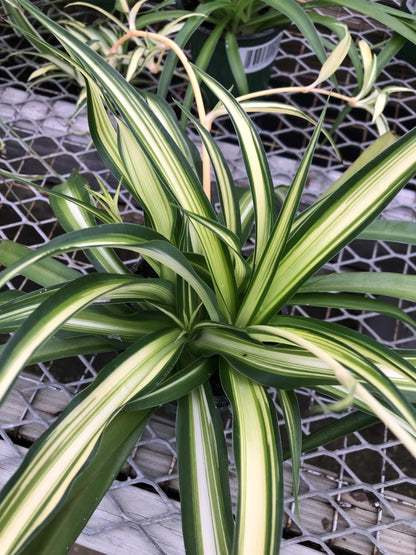 Generic Hawaiin Spider Plant ~ Variegated Green and White ~ Live Large Plant for Home or Office