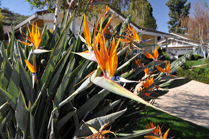 Orange Bird of Paradise - Live Plant in a 3 Gallon Pot - Strelitzia Reginae - Rare and Stunning Tropical Evergreen Plant