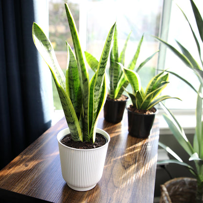 Altman Plants Sansevieria Laurentii Snake Plants (Approx. 10" Tall) in White Planter, Variegated Snake Plant Decor, Easy Plant Gift & Desk Plant, Live Snake Plant Live Indoor with Pot, Air Purifying