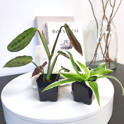 Easy to Grow Houseplants (48 Pack) Live House Plants in Plant Containers, Growers Choice Plant Set in Planters with Potting Soil Mix, Home Décor Planting Kit or Outdoor Garden Gifts by Plants for Pets