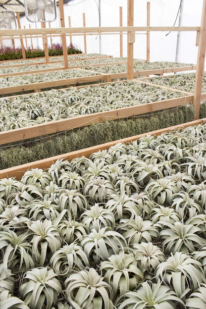 Garden in the City Air Plant Tillandsia Xerographica 6" Wide, Greenhouse Grown, Ships from California, Indoor Outdoor