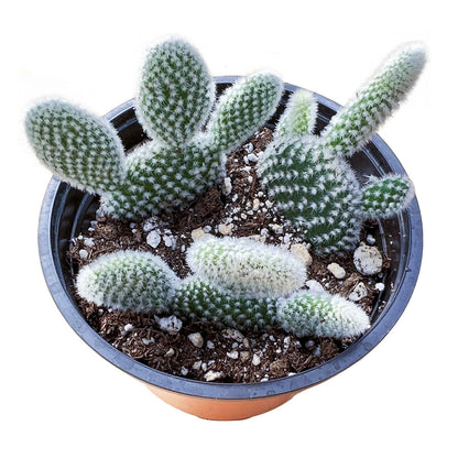 Sprout N Green Opuntia microdasys albata 'Bunny Ears', Live Cactus Plant Rooted in 4in Nursery Pot, Indoor Outdoor Office Home Holiday Décor