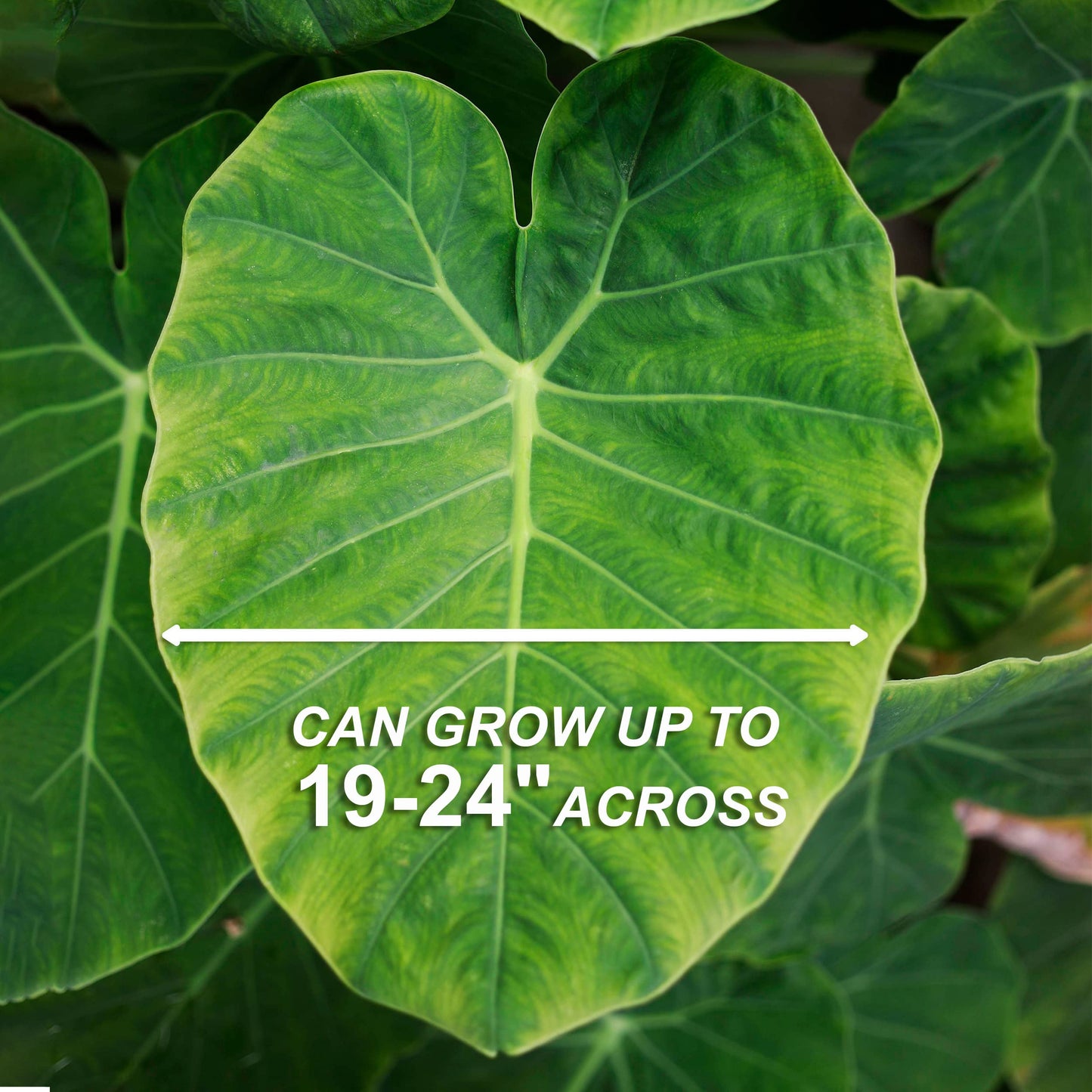Garden State Bulb Colocasia Esculenta Elephant Ear Bulbs, 7/9 inches, Spring Planting (Bag of 10)