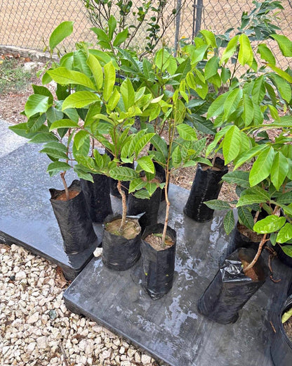 Big Rambutan Plant (Nephelium lappaceum) Tropical Live Fruit Tree (2-3ft)