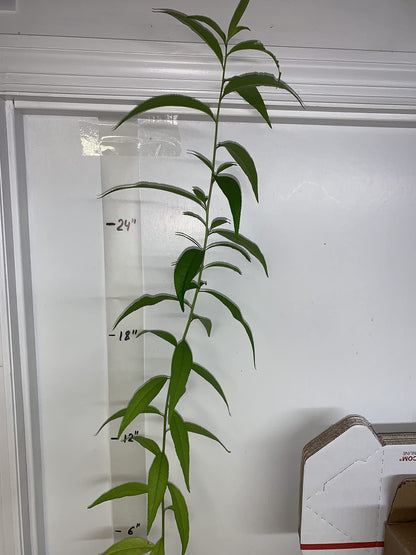 Prunus persica Nemaguard (Peach Seedling) Live 1-2 y.o. Plant