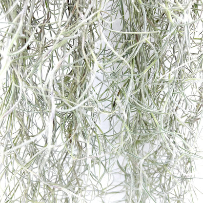 ragnaroc Tillandsia Usneoides ‘Thick-Colombian Spanish Moss’ - ragnaroc Indoor Tropical Plant 16” / 9 oz - Live Arrival Guaranteed - Live Air Plant & House Plants for Home Decor & Gift