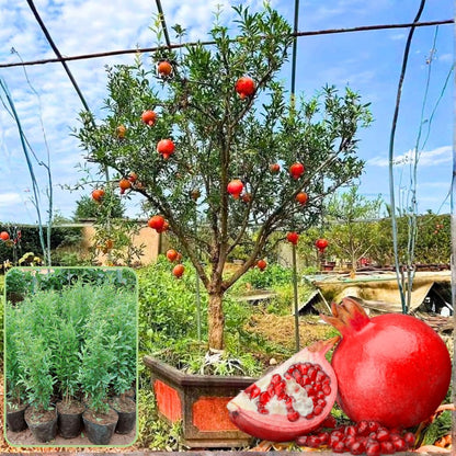 Pomegranate Tree Live Plant, Starter Size 1 Year Old Seedling in 4" Pot, Sweet Pomegranate for Indoor Outdoor Spring Planting