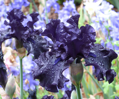 Raven Girl Bearded Iris Plant Potted, Deep Black Purple Flowers, Stargazer Perennials