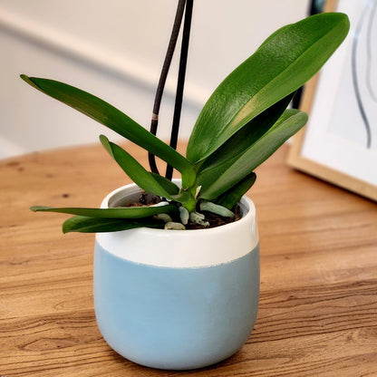 Large Purple Live Orchids Blooming in 5" Blue & White Orchid Pot, Pet Friendly Live Plant Gifts for Plant Lovers, Approx. 22"+ Tall, Real Houseplants, Phalaenopsis Moth Flowers by Plants for Pets