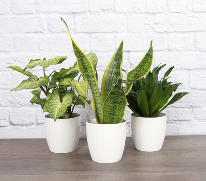 Thorsen's Greenhouse Low Light Houseplant Set, Easy Care Plants, Set of 3 Plants, Live Indoor Plants, 4" Diameter, Classic Pots (White)