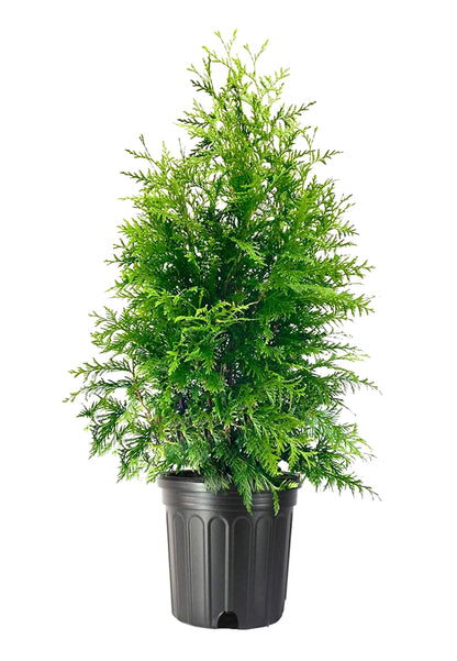 Green Giant Arborvitae | 1 Large Trade 3 Gallon Tree | Thuja Plicata | Live Evergreen Privacy Screening Plants