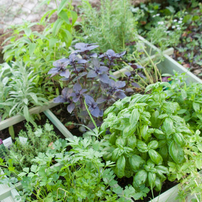 Set of 4 Assorted Herb Plants, 3-6 Inch Live Fragrant Herbs for Garden, Kitchen - Rosemary, Mint, Oregano, Basil, Lavender and More, Herb Bare Roots, Easy to Care
