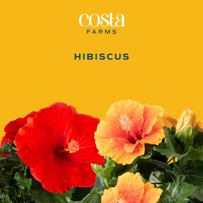 Costa Farms Live Orange Hibiscus Plant, Exotic Tropical Outdoor Flowering Shrub, 16-Inches Tall - Real Summer Garden Flowers for Patio, Deck & Porch - Hummingbird & Pollinator Attractor